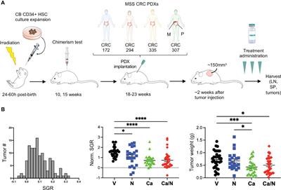 Cabozantinib sensitizes microsatellite stable colorectal cancer to immune checkpoint blockade by immune modulation in human immune system mouse models